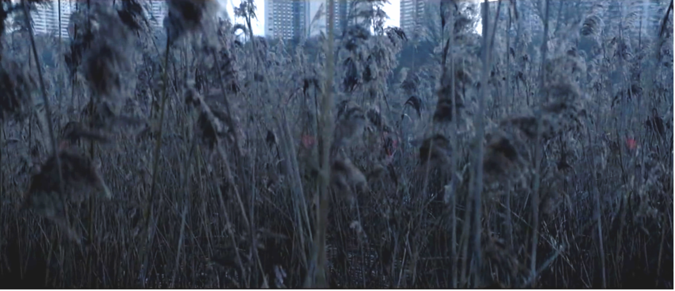Tall grass